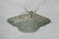 Pseudoterpna pruinata
