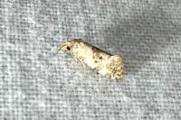 Cochylis hybridella