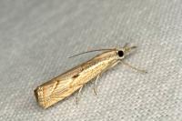 Agriphila geniculea