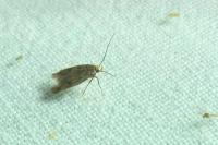 Hofmannophila pseudospretella