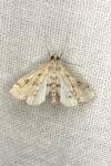 Parapoynx stratiotata