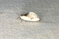 Cilix glaucata