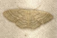 Scopula floslactata