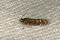 Scrobipalpa ocellatella