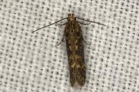 Scrobipalpa ocellatella
