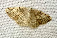Stegania trimaculata