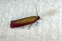 Oncocera semirubella