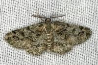 Cleorodes lichenaria