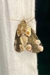 Thyatira batis
