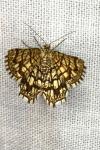 Chiasmia clathrata