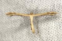 Oxyptilus