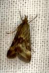 Pyrausta despicata