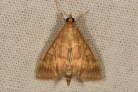 Ostrinia nubilalis