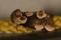 Thyatira batis