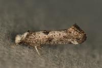 Paraswammerdamia albicapitella