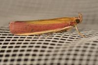 Oncocera semirubella