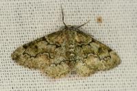 Cleorodes lichenaria