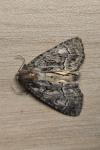 Thalpophila matura