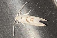 Niphonympha dealbatella