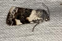 Acontia lucida