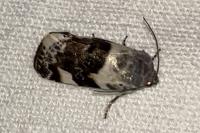 Acontia lucida