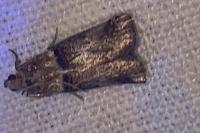 Acrobasis tumidana