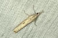 Agriphila