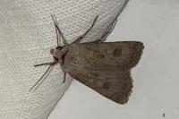 Agrotis exclamationis