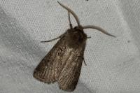 Agrotis segetum