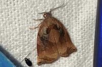 Archips podana