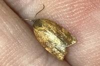Cacoecimorpha pronubana