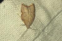 Carcina quercana