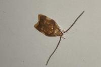 Carcina quercana