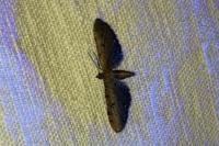 Eupithecia