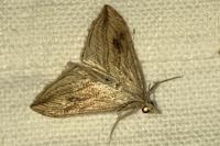 Evergestis forficalis