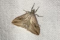 Evergestis forficalis