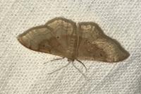 Idaea degeneraria