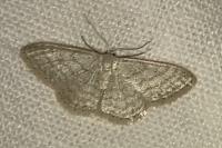 Idaea subsericeata
