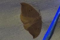 Watsonalla binaria
