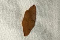 Watsonalla binaria