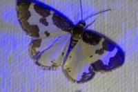 Lomaspilis marginata