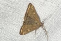 Loxostege sticticalis