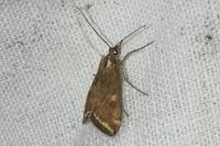 Loxostege sticticalis