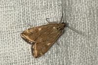 Loxostege sticticalis