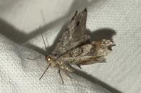 Macaria alternata