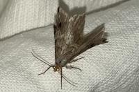 Macaria alternata