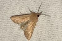Mythimna pallens