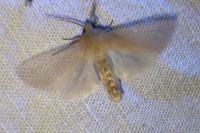 Mythimna pallens