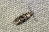 Nemapogon
