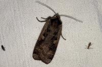 Noctua pronuba